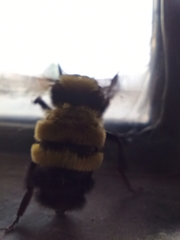 Bombus sonorus