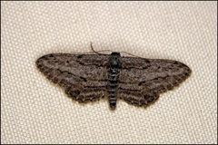Ekboarmia atlanticaria