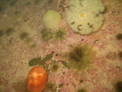 Halocynthia pyriformis