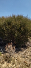 Melaleuca parvistaminea