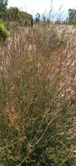 Melaleuca parvistaminea