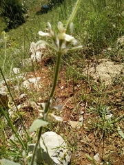 Stachys libanotica