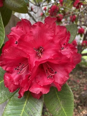 Rhododendron × hybridum