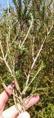 Melaleuca parvistaminea