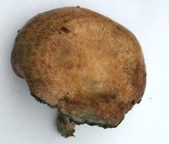 Lactarius hatsudake