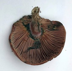 Lactarius hatsudake