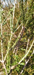 Melaleuca parvistaminea