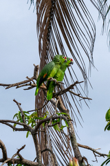 Amazona autumnalis salvini