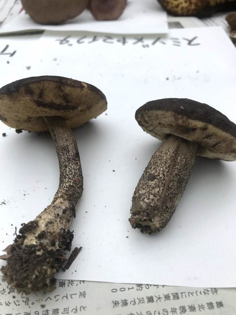Leccinellum griseum