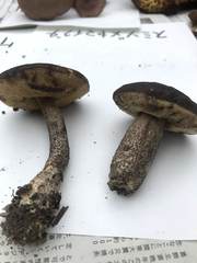 Leccinellum griseum