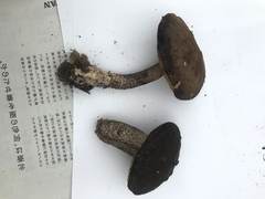 Leccinellum griseum
