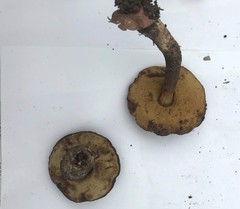 Leccinellum griseum