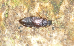 Omalium rugatum