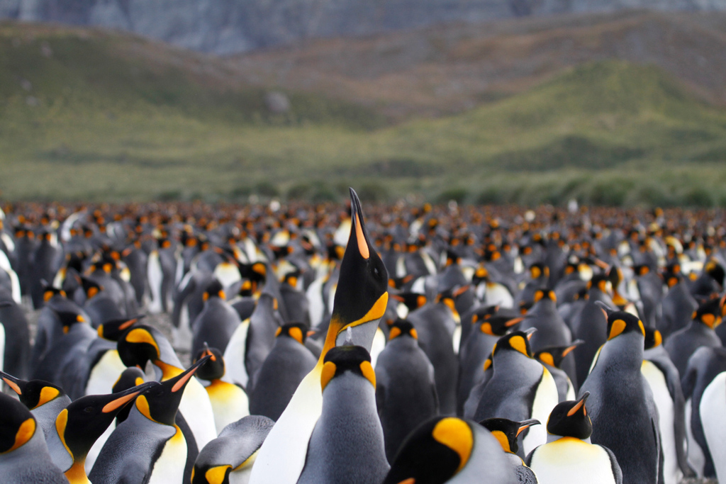 King Penguin (Aptenodytes patagonicus)