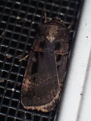 Pseudohermonassa tenuicula