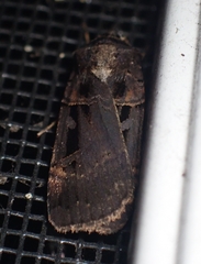 Pseudohermonassa tenuicula