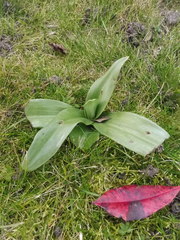 Himantoglossum hircinum