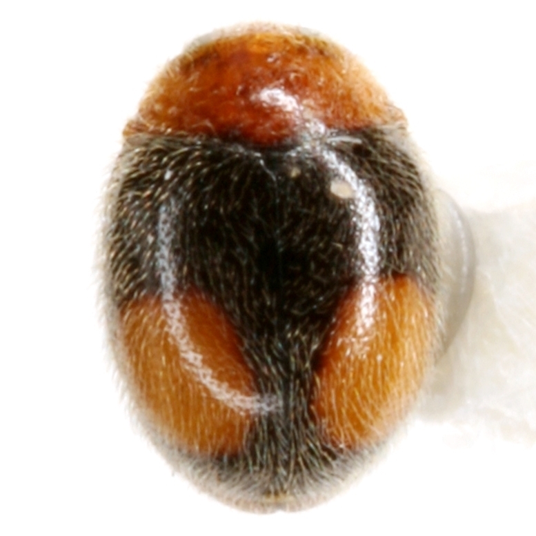 Nephus bivulnerus