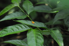 Pseudatteria volcanica