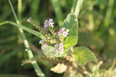 Heliotropium nicotianifolium