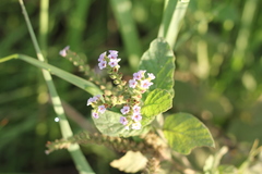 Heliotropium nicotianifolium