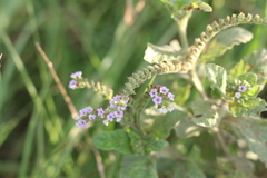 Heliotropium nicotianifolium