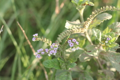 Heliotropium nicotianifolium