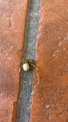 Latrodectus geometricus