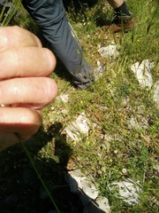 Triticum dicoccoides