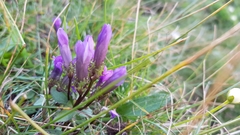 Gentianella crispata