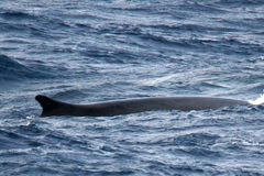 Balaenoptera physalus