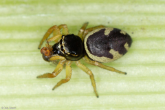 Sassacus aurantiacus