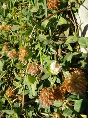 Trifolium physodes