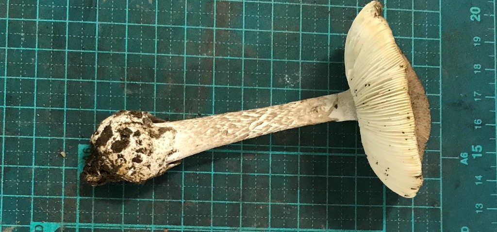 Amanita fuliginea