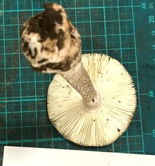 Amanita fuliginea