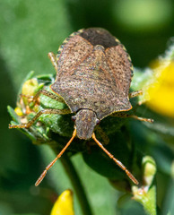 Euschistus conspersus