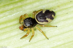 Sassacus aurantiacus