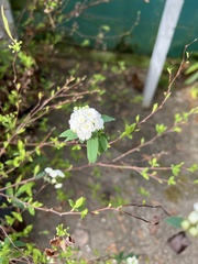 Spiraea cantoniensis
