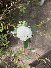 Spiraea cantoniensis