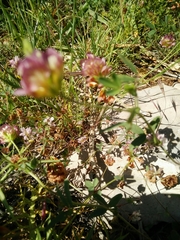 Trifolium grandiflorum