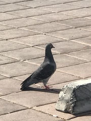 Columba livia domestica