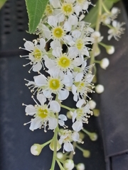 Prunus serotina