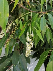Prunus serotina