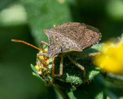 Euschistus conspersus