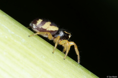 Sassacus aurantiacus