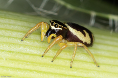 Sassacus aurantiacus