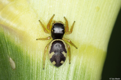 Sassacus aurantiacus