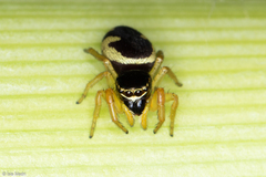 Sassacus aurantiacus