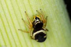 Sassacus aurantiacus