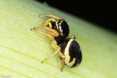 Sassacus aurantiacus